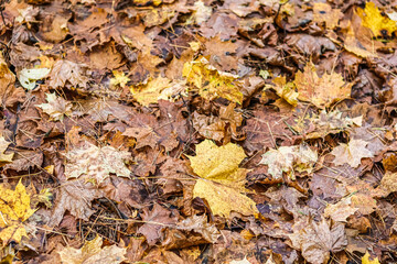 Autumn background of fallen yellow leaves in sunlight