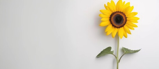 Poster - sunflower isolated on a white background Helianthus. Copy space image. Place for adding text and design