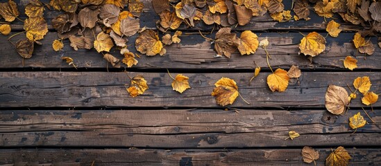 Poster - Two rows of fallen yellow autumn leaves on an old weathered rustic brown wooden table with copy space