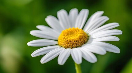 Poster - A macro view of a daisy with crisp white petals and a bright yellow center, capturing the simplicity and beauty of this classic flower.