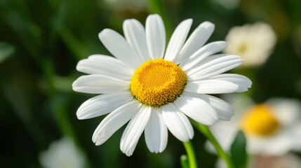 Poster - A macro view of a daisy with crisp white petals and a bright yellow center, capturing the simplicity and beauty of this classic flower.