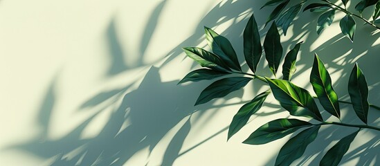 Poster - Creative arrangement of vibrant riskus leaves on a white backdrop illuminated by sunlight casting shadows A minimalistic summer exotic theme featuring copy space