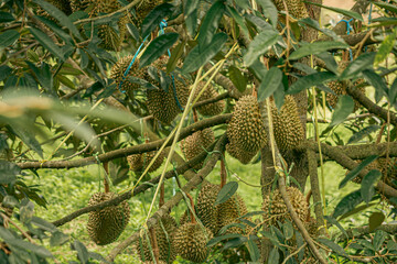 Durian fruits (Durio) at one of the durian farms in Thailand