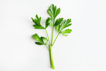 Fresh leaf of parsley on white background. Healty green food.