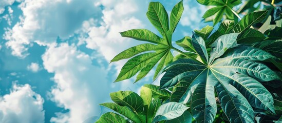 Canvas Print - Green papaya tree leaves against a backdrop of white clouds and a blue sky. Copy space image. Place for adding text and design