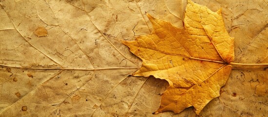 Wall Mural - Fallen golden yellow maple leaf texture pattern autumn grunge vintage herbarium abstract background extensive detailed vertical grungy textured vivid copyspace macro closeup