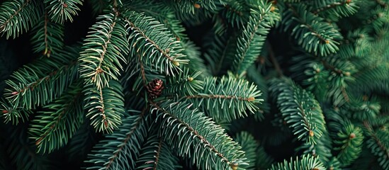 Poster - Background of Christmas fir tree branches Wallpaper featuring a Christmas pine tree Copy space