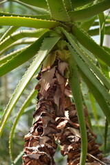 Wall Mural - Large old aloe plant with green leaves close up