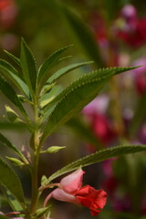 Wall Mural - Decorative pink flower in the garden in spring