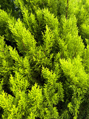 Wall Mural - Green Coniferous tree as background