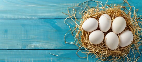 Leinwandbilder - Top view of fresh organic white eggs nestled in hay on a bright blue wooden surface with copy space
