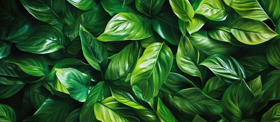 Poster - Green plants in bright daylight abstract background flat lay Nature theme Copyspace