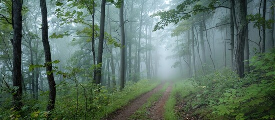 foggy forest. with copy space image. place for adding text or design