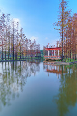 Wall Mural - Grove of Larch in Qiandeng Lake Park, Foshan