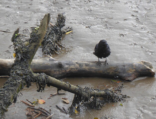 crow on a log