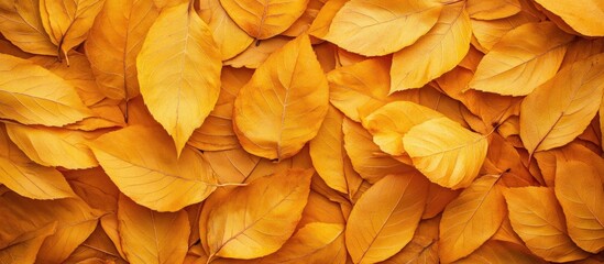Poster - Textured background of leaves Yellow foliage. with copy space image. Place for adding text or design