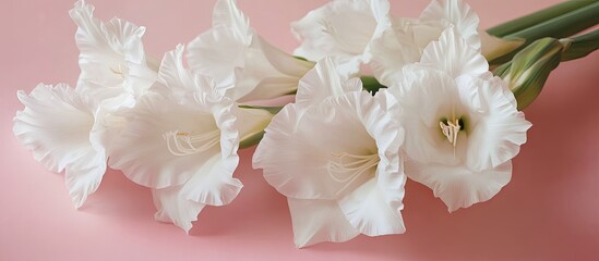 Poster - Lovely white gladiolus flowers on a pink background close up Room for text. with copy space image. Place for adding text or design