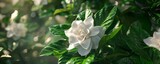Fragrant gardenia blooms with glossy leaves, 4K hyperrealistic photo
