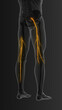© Cinefootage Visuals - Sciatic nerve pain travelling to toes