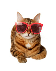 Glamorous Bengal cat in red sunglasses on a transparent background