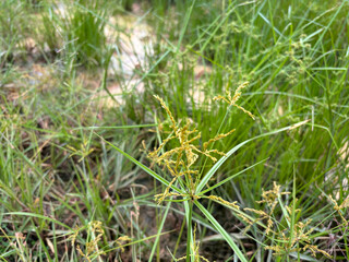 grass in the garden