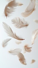 Poster - Delicate feathers float gently