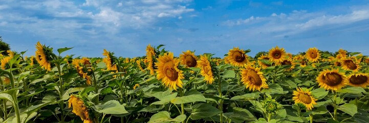 A vast field of sunflowers in full bloom under a bright summer sky, symbolizing the beauty of nature and harvest season