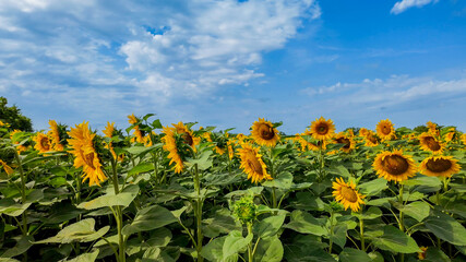 A vibrant sunflowers field in full bloom under a partly cloudy blue sky, symbolizing sunny summer days and growth