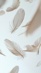 Wall Mural - White feathers on a white background