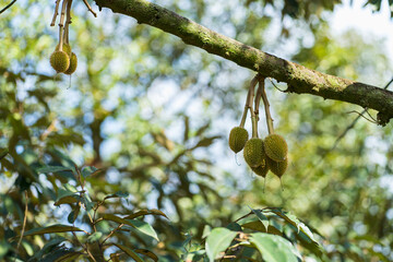 Fresh small durian, durian flower buds on branch tree with natural blurred background. Durian is king fruits and popular around the world, strange good taste and smell, most planted in Thailand.