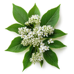 Wall Mural - Elderflower Isolated