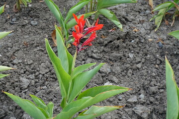 Poster - Bloom of scarlet red Canna indica in mid September