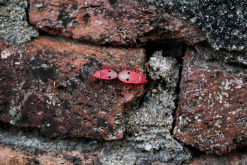 Red bugs climbing on old brick wall.