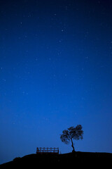 Wall Mural - Low angle and night view of stars on the sky with a tree and handrail of observatory on Dangpo Fortress near Yeoncheon-gun, South Korea 