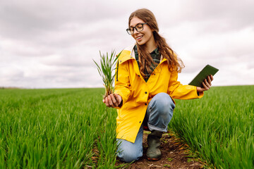 A young farmer woman in a yellow raincoat inspects a healthy plant crop in a green field while holding a tablet in her hand. Smart farm. The concept of the agricultural business