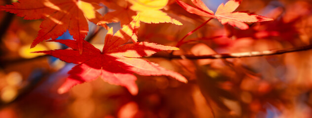 Wall Mural - beautiful maple leaves on the tree in autumn season.