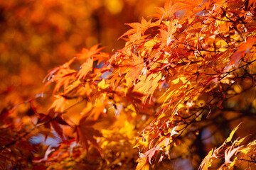 Wall Mural - beautiful maple leaves on the tree in autumn season.