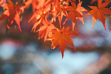 Wall Mural - beautiful maple leaves on the tree in autumn season.