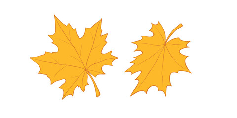 Wall Mural - Vector golden maple leaves in flat doodle style, isolated on white background. Hand drawn clip arts, symbol of autumn, nature, Canada.