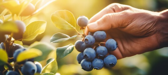 Hand picking ripe blueberries during golden hour at a sunlit orchard in summer