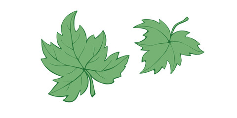 vector green maple or grapes leaves in flat doodle style, isolated on white background. hand drawn c