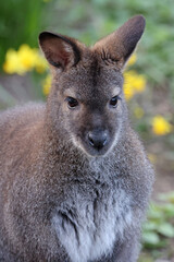 Poster - cute Wallaby animal in natural habitat