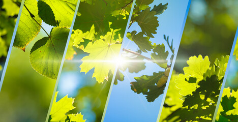 Wall Mural - vibrant collage featuring green leaves of different trees with sunlight streaming through. image cap
