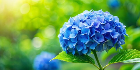 Wall Mural - Vibrant blue hydrangea bloom stands out against green leaves in a natural setting