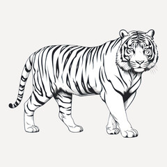 Poster - Detailed black and white tiger