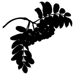Rowan Tree Branch with Berries and Leaves Silhouette