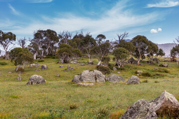 A tranquil moment in Namadgi National Park reveals a striking landscape with unique rock formations and weathered trees by Bogong Creek.