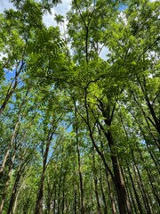 trees in the forest