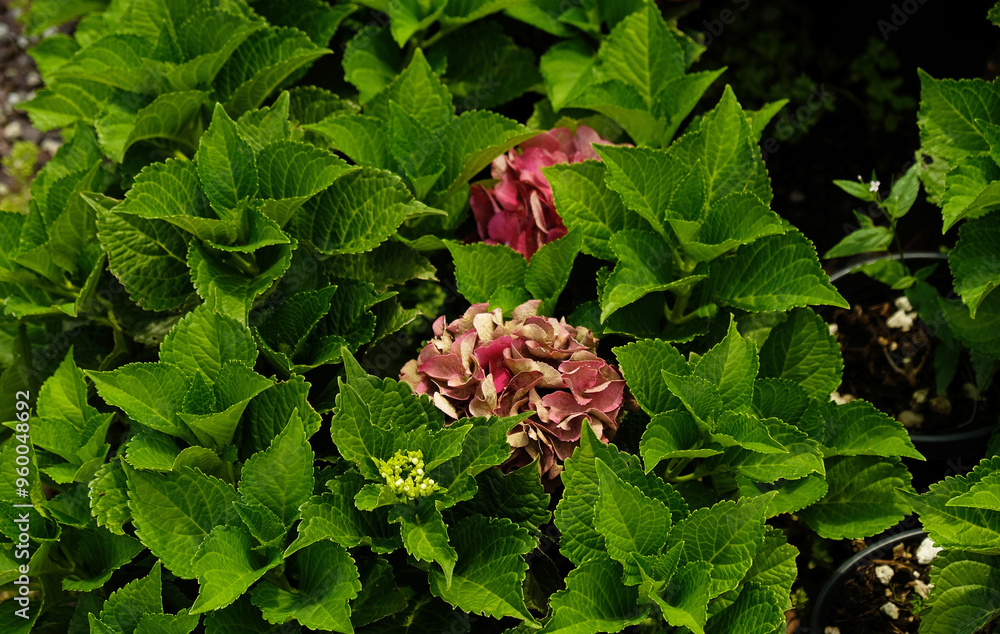Beautiful hydrangea with inflorescences and green leaves in a Country ...