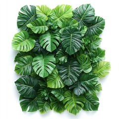 Wall Mural - Lush Green Tropical Leaves Arranged on White Background